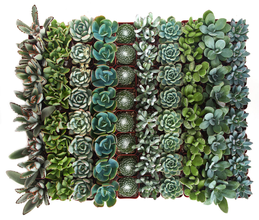 Blue &amp; Green Mini Succulent Collection