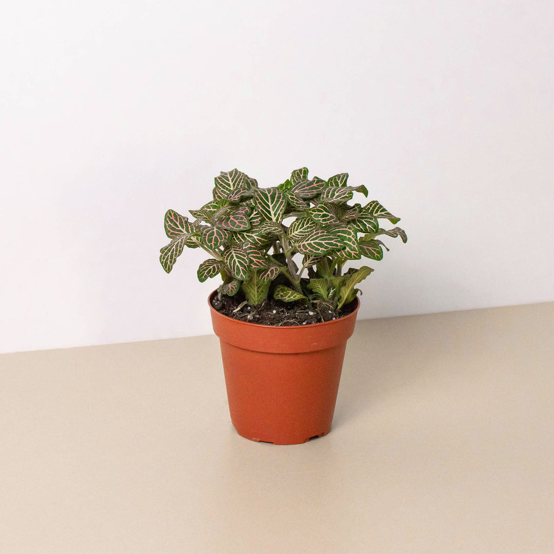Fittonia &