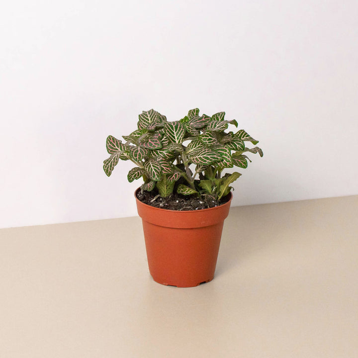 Fittonia &