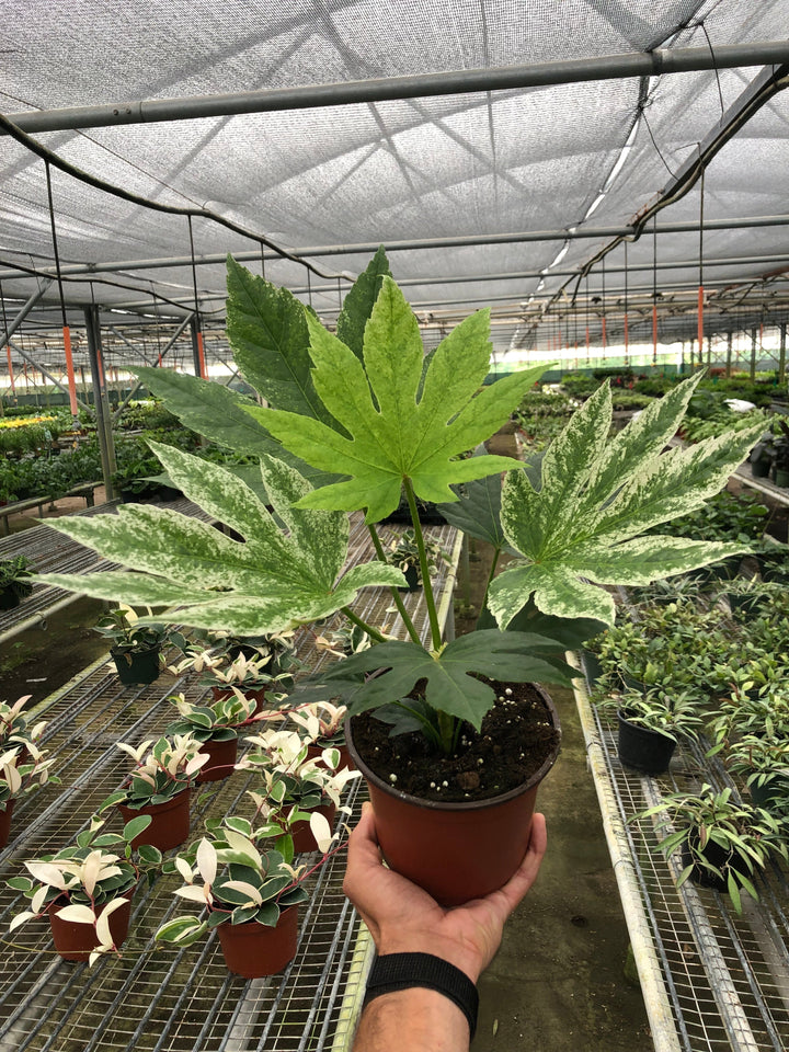 Fatsia &