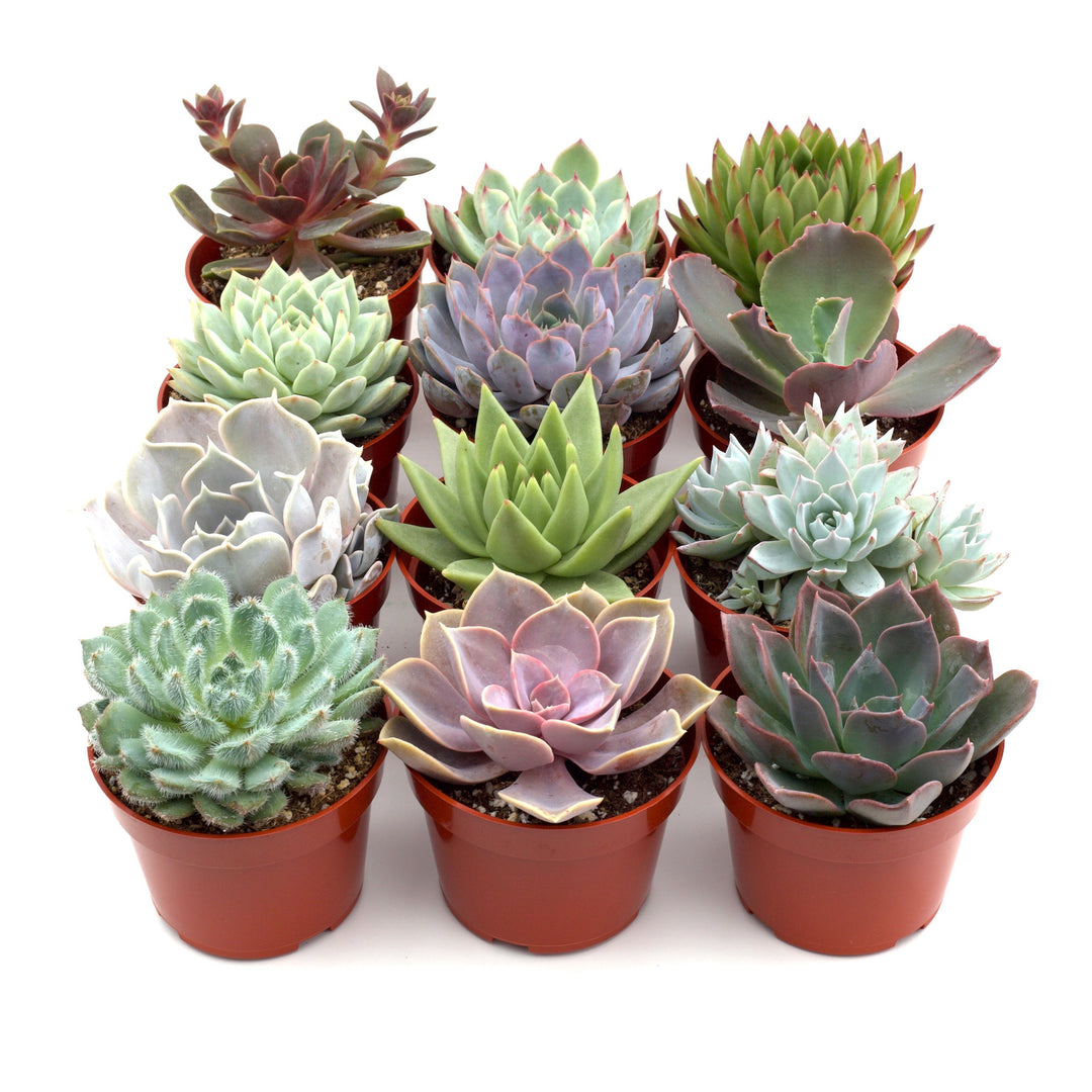 Succulent Variety Packs