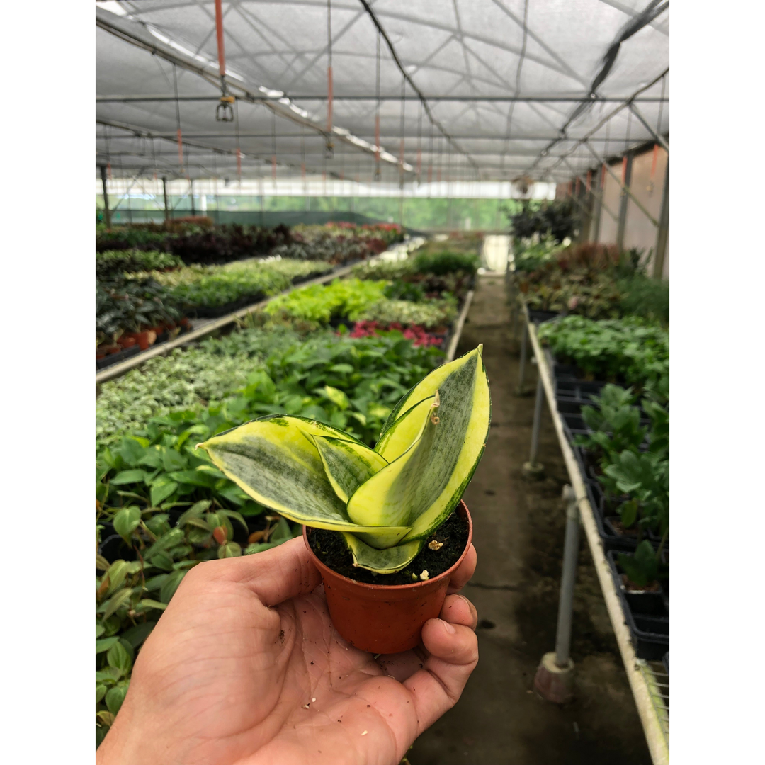 Snake Plant &