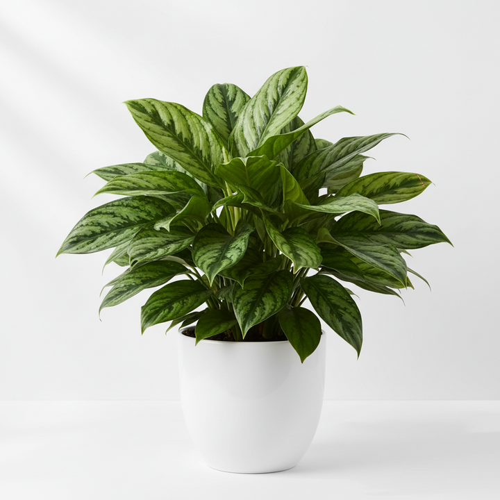 Chinese Evergreen &