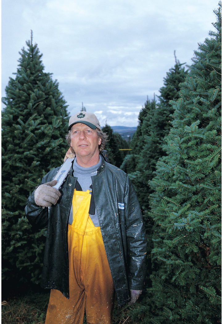 Real Christmas Trees Delivered 6 Foot Premium Fraser Fir
