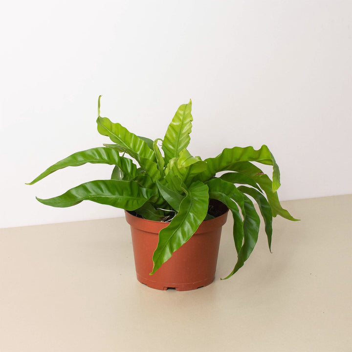 Fern &