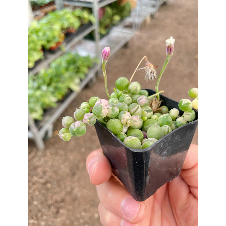Succulent &