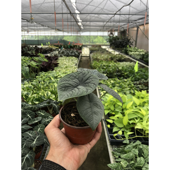 Alocasia &
