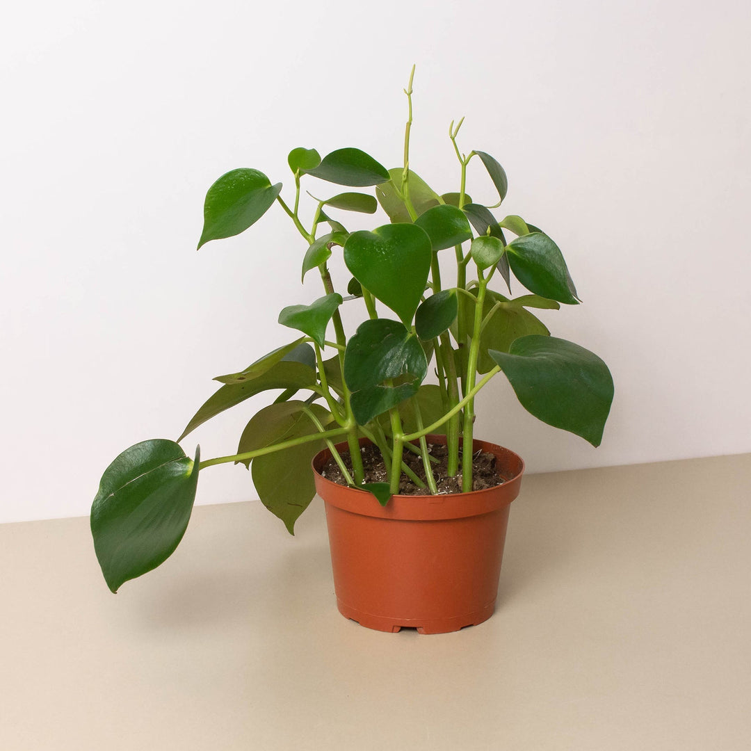 Peperomia &