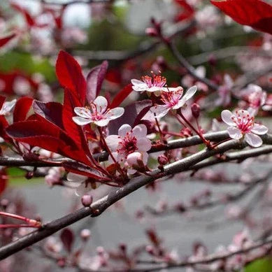 Purple Leaf Sandcherry