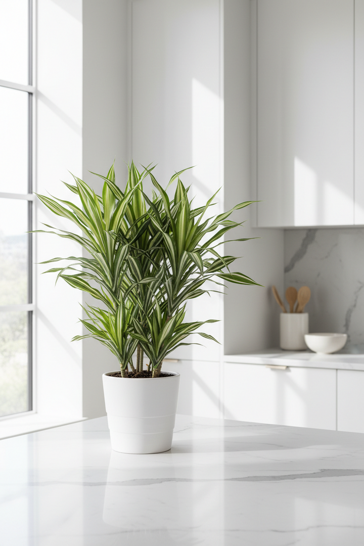 Dracaena Warneckii &