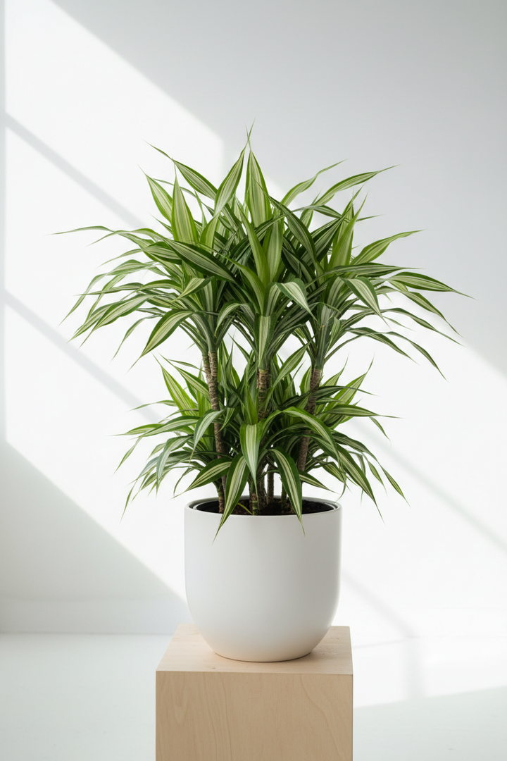 Dracaena Warneckii &