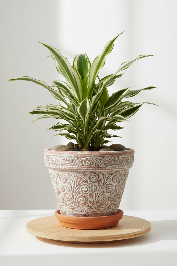 Dracaena Warneckii &
