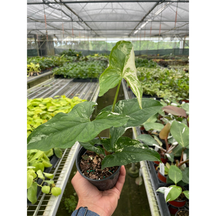 Syngonium &