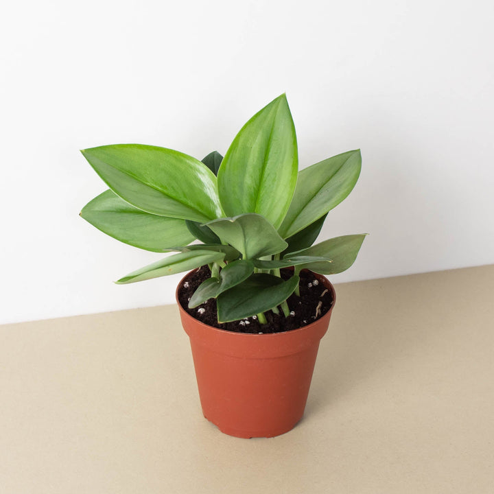 Scindapsus &