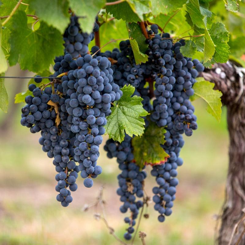 Cabernet Sauvignon Wine Grape Vine