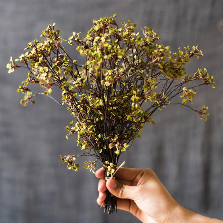 Erysimum Flower Plant Bundle 11" Tall