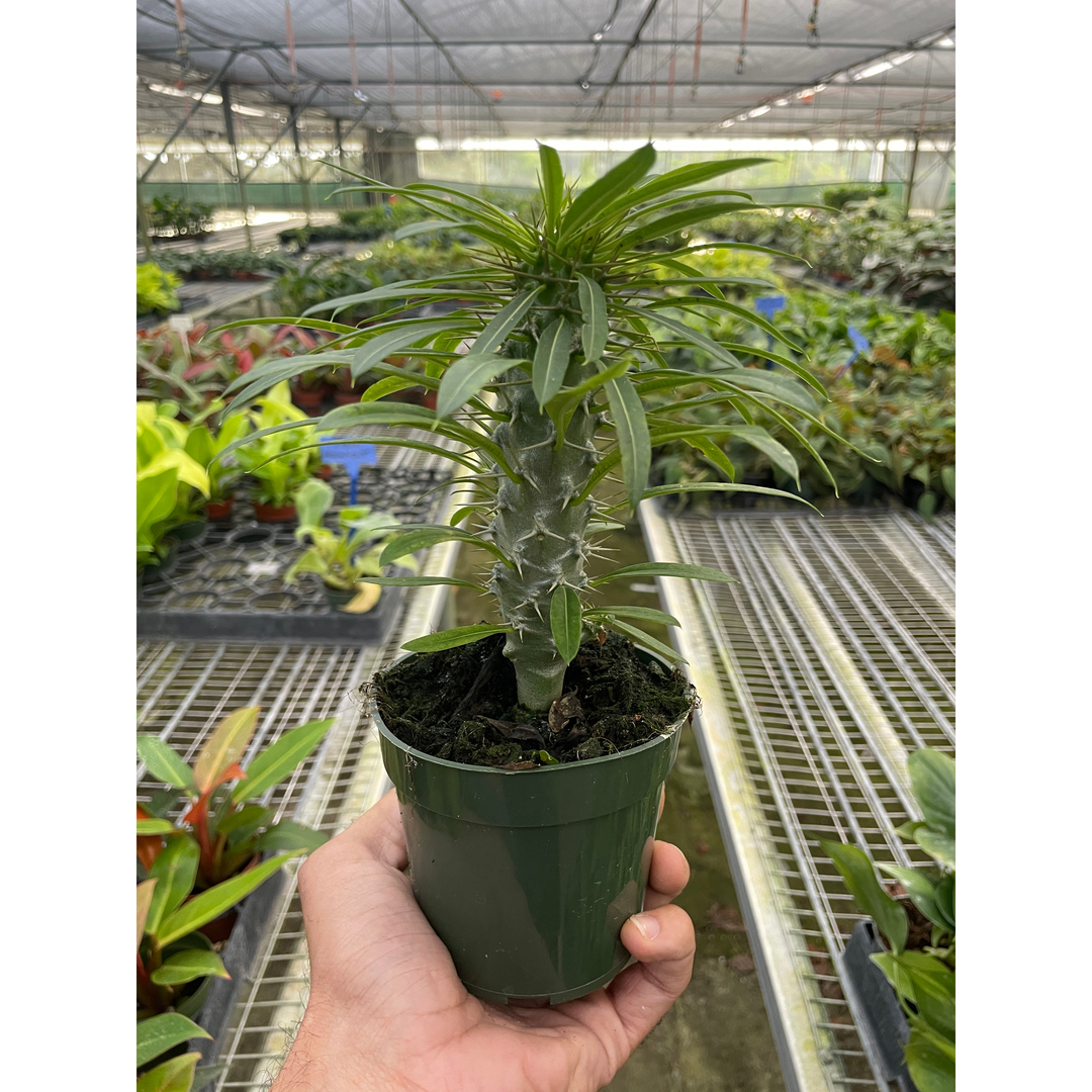 Pachypodium &