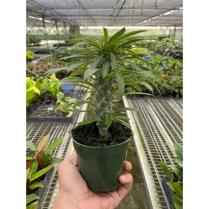 Pachypodium &