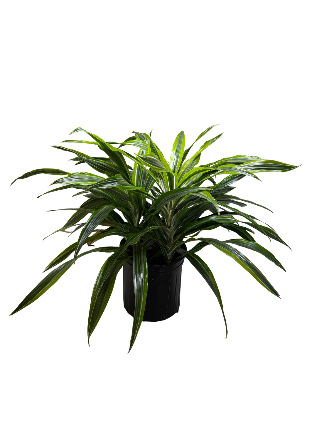 Dracaena &