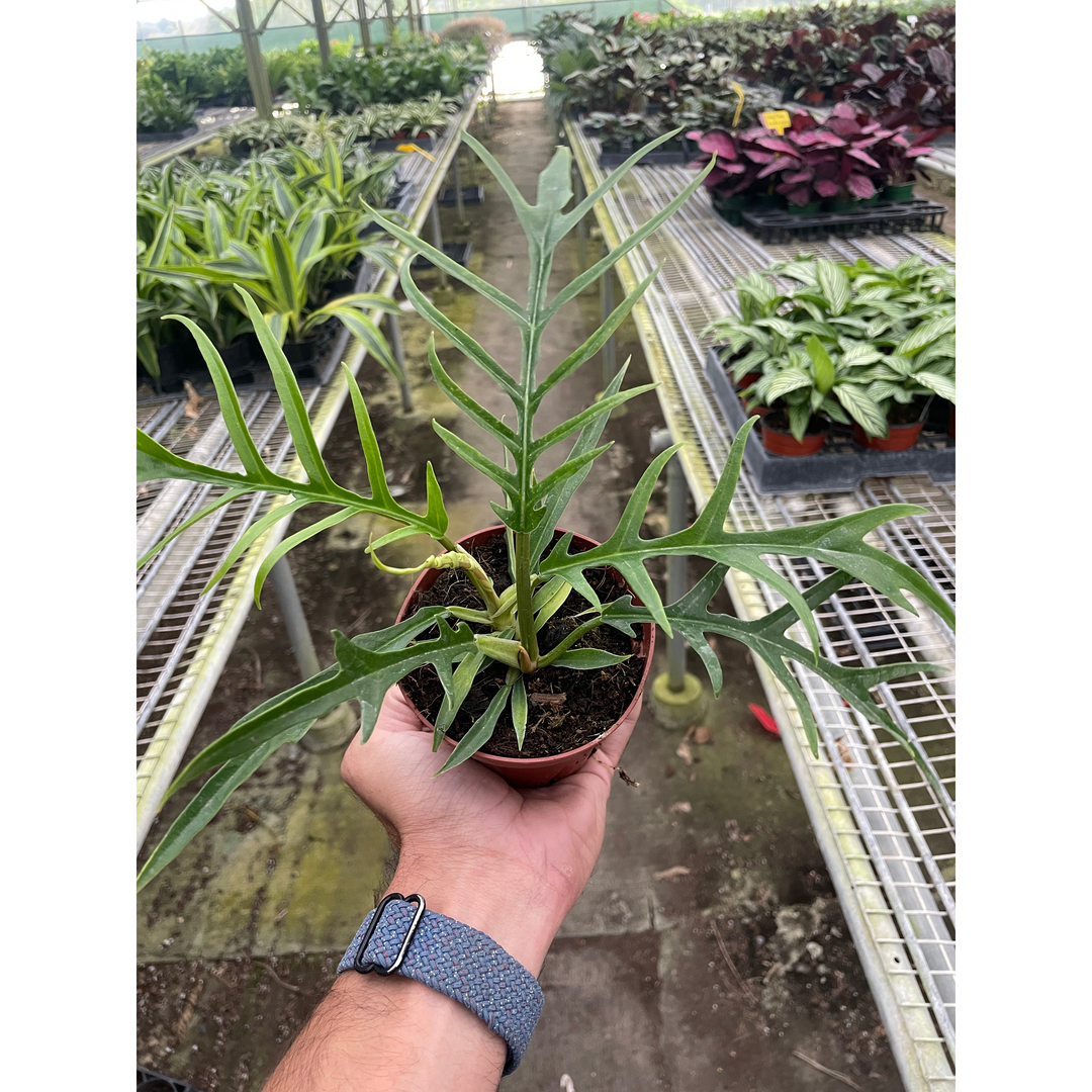 Philodendron &