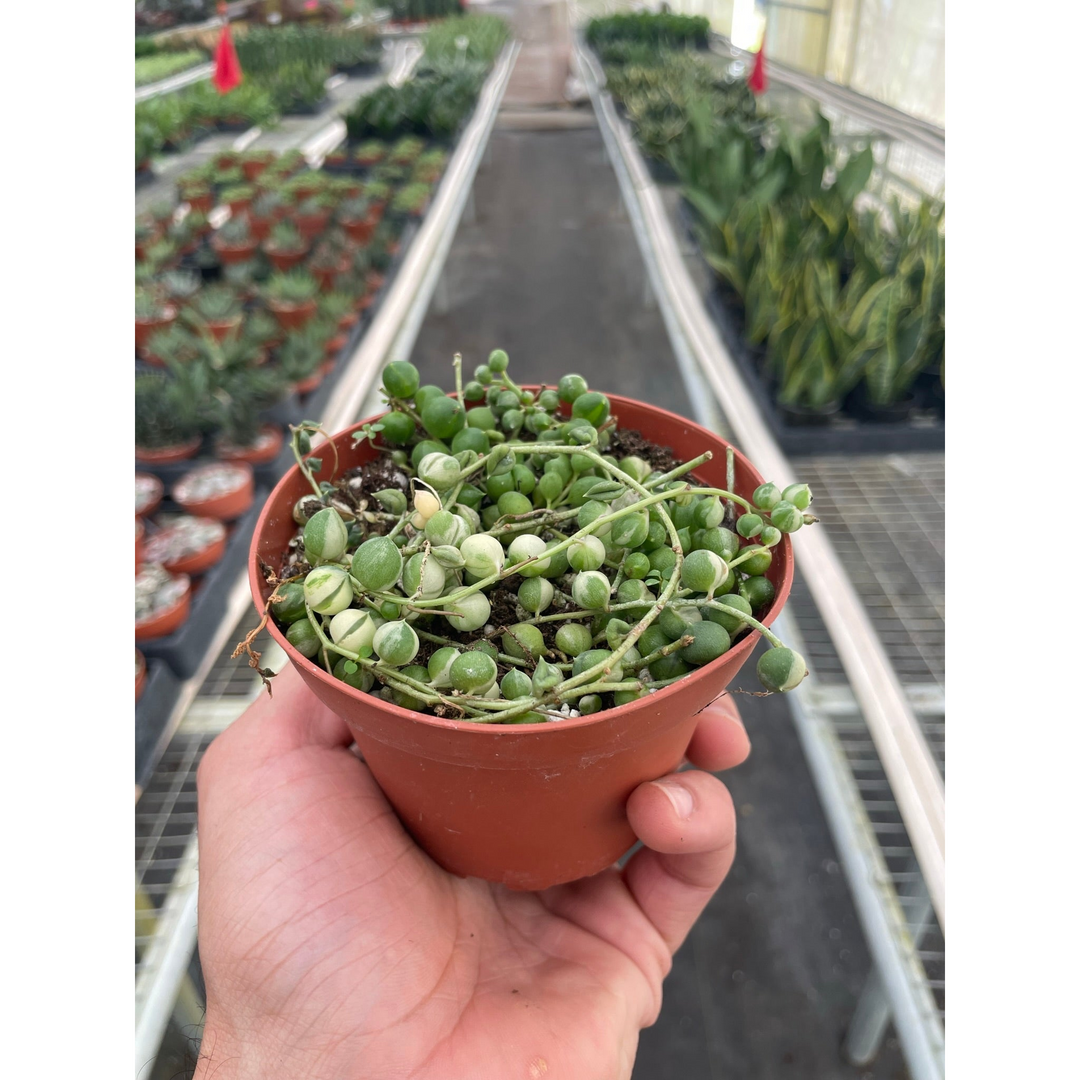 Succulent &