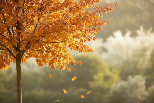 Fall Tree Planting Sale Promo