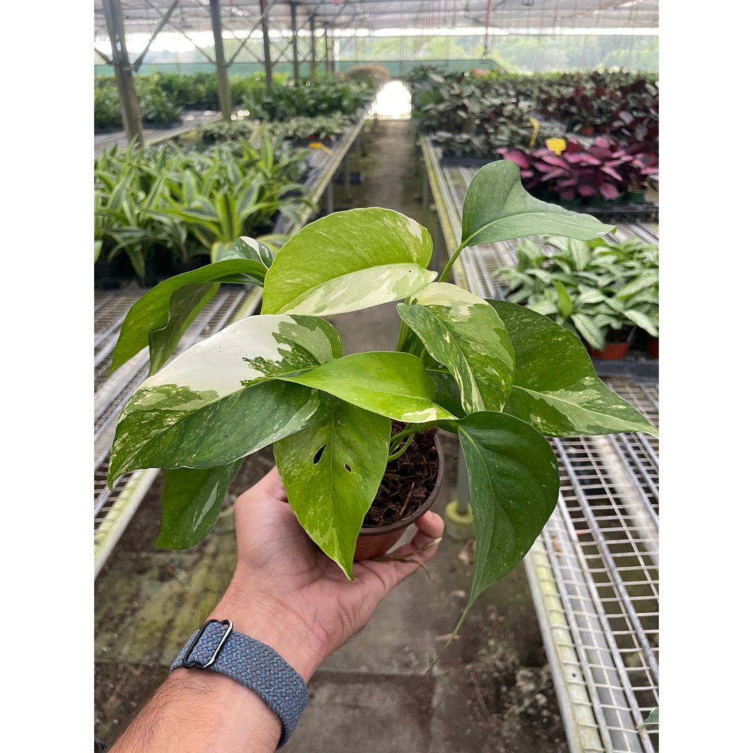Pothos &