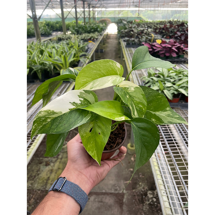 Pothos &