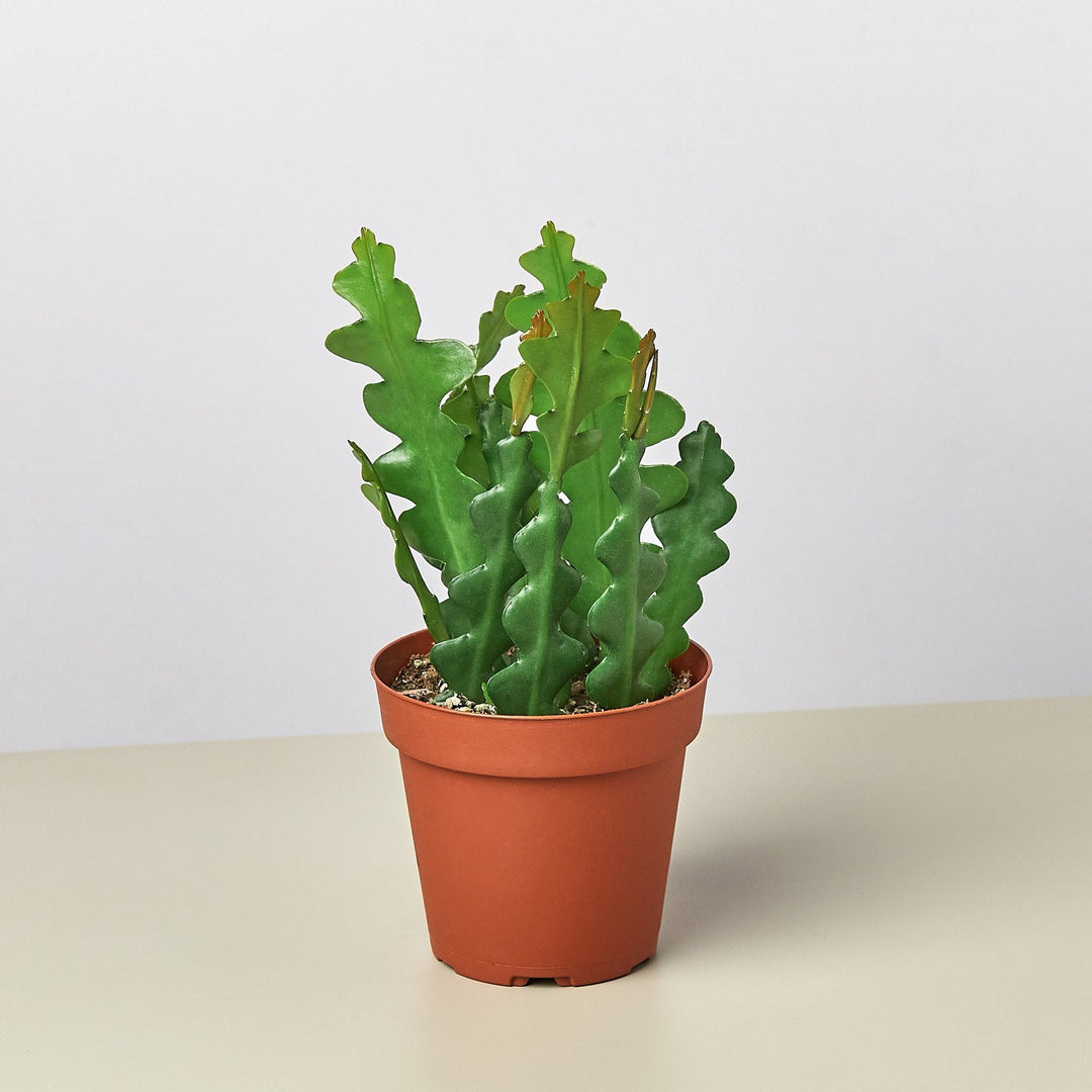 Epiphyllum &
