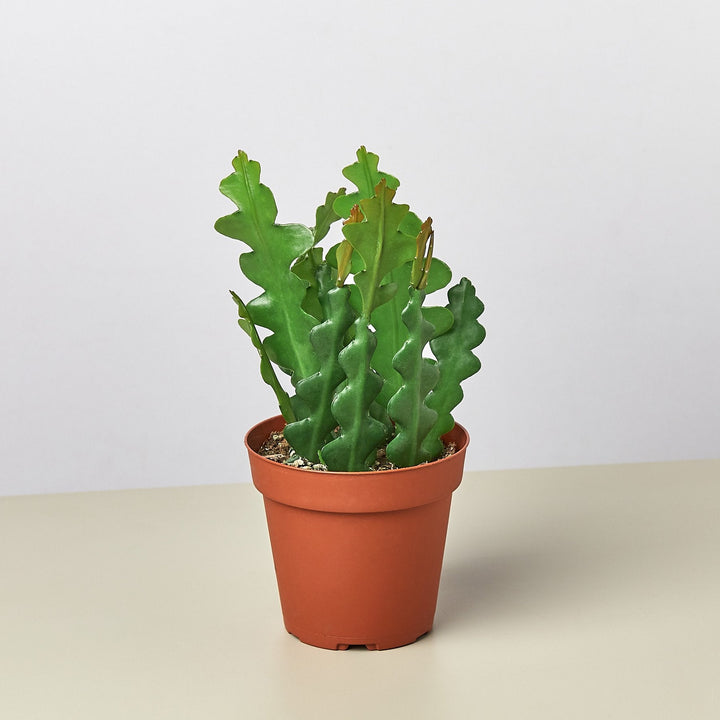 Epiphyllum &