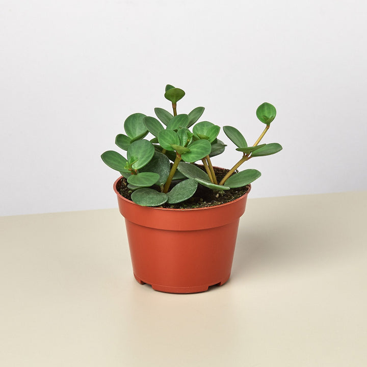 Peperomia &