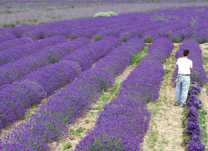 Live Munstead Lavender Plant (Lavandula angustifolia)