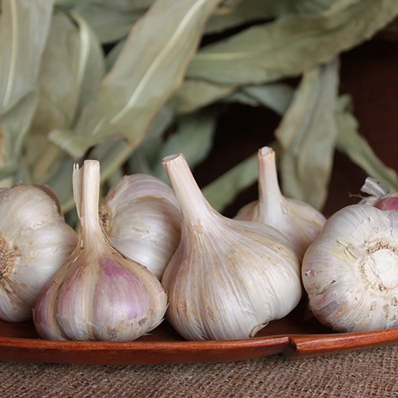 Organic German Xtra Hardy Garlic (Lb)