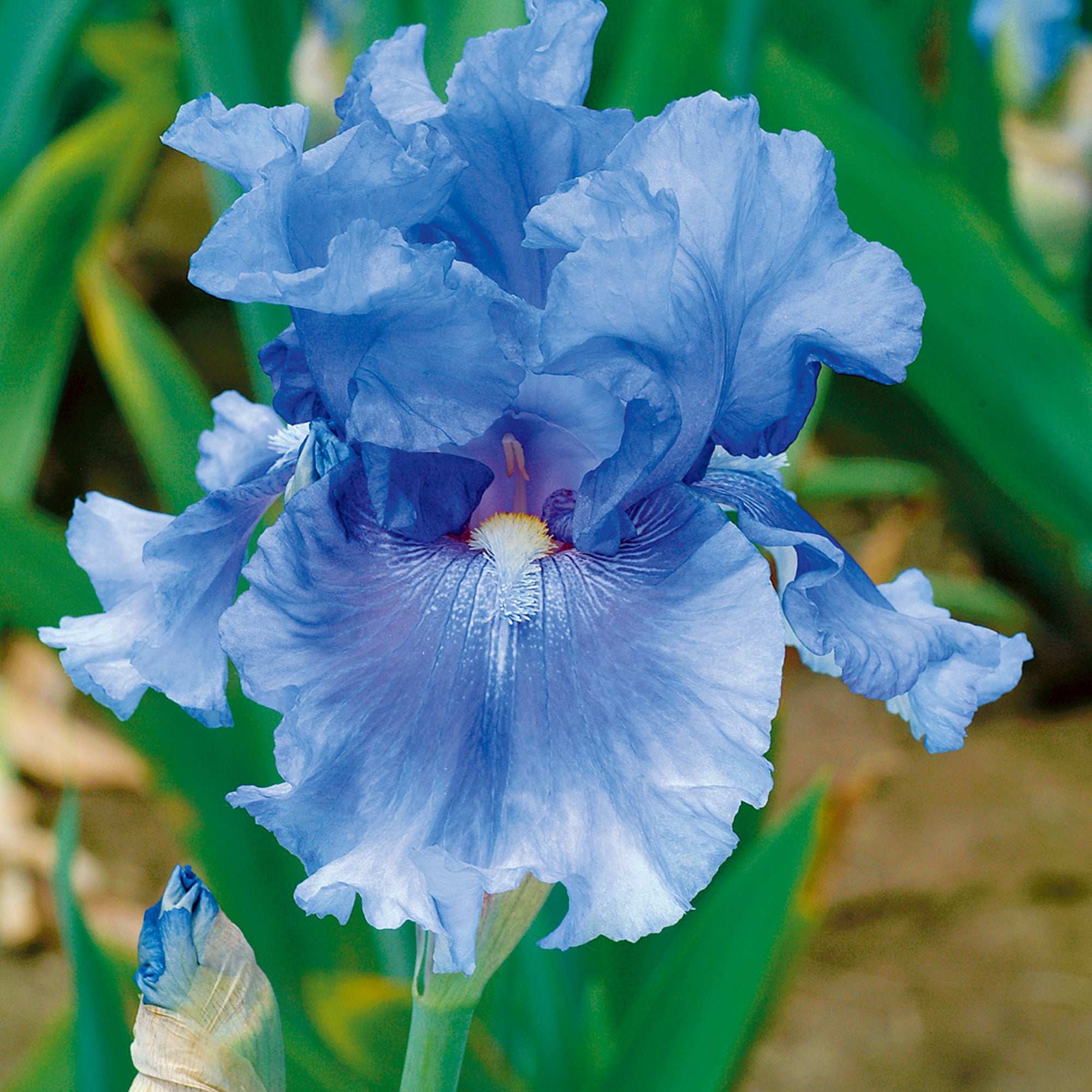 No Count Blues Bearded Iris plant in quart pot featuring fragrant blue iris blooms for your garden