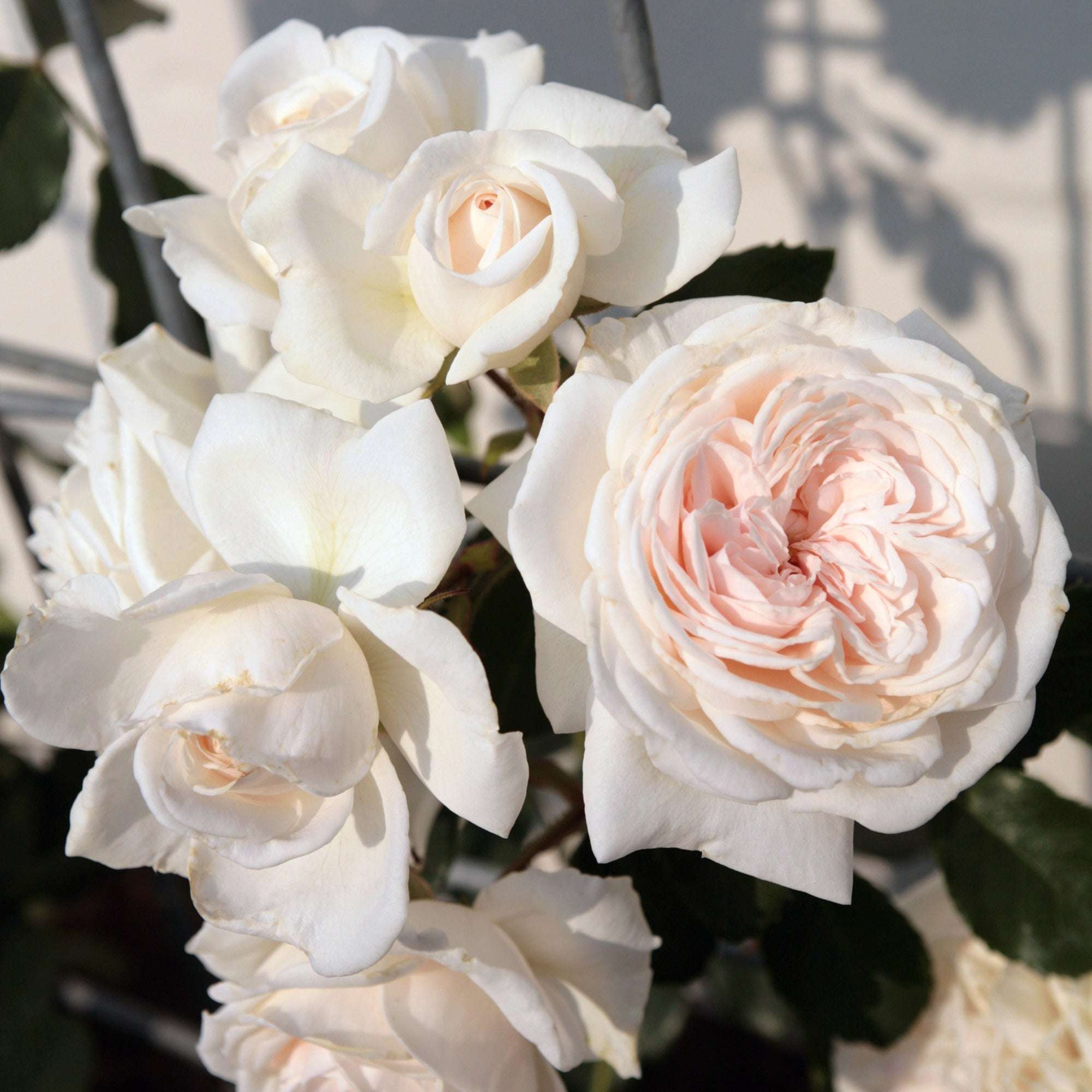 Arborose Honeymoon Climbing Rose in 1.5 gallon pot showcasing fragrant climbing rose blooms in soft white tones