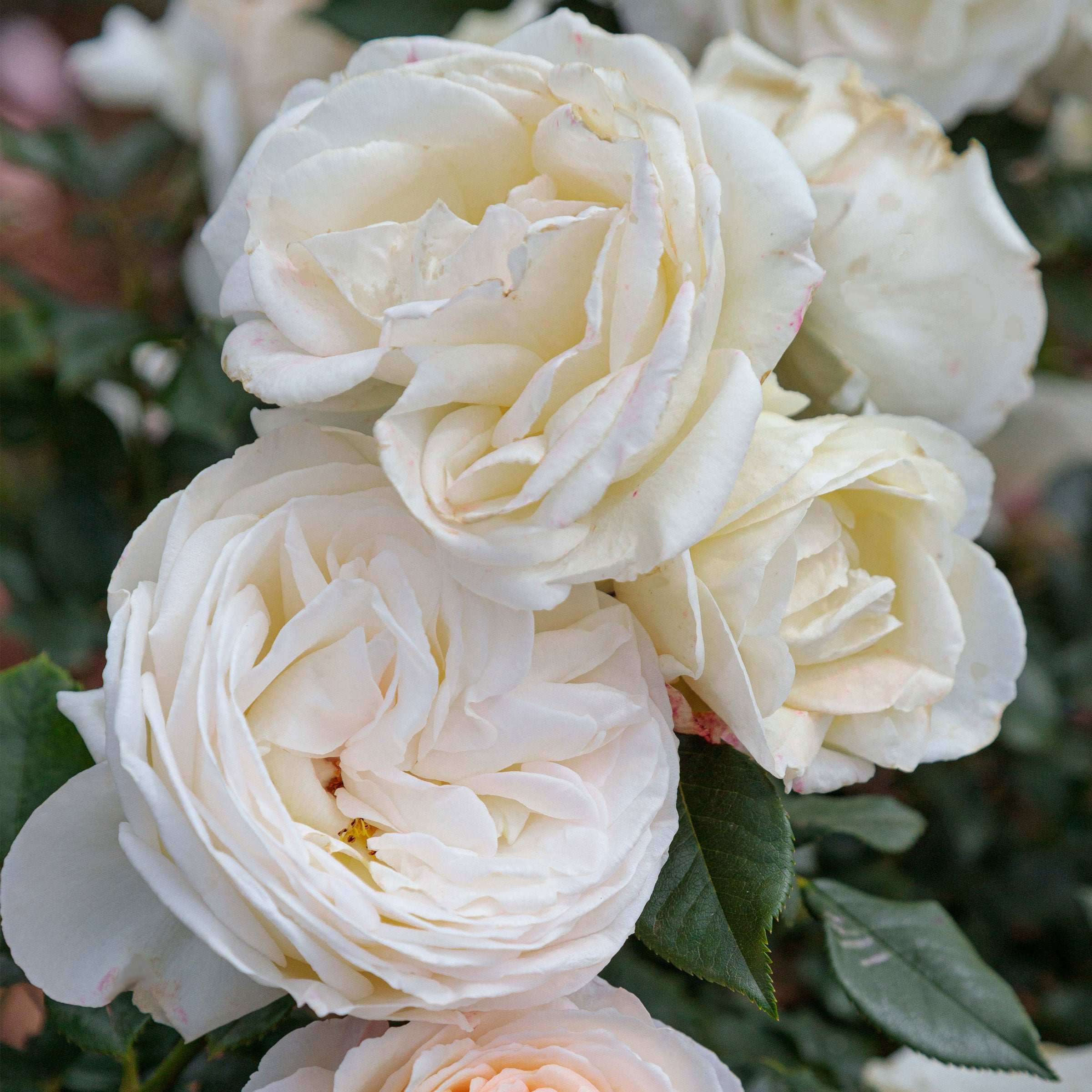 Top Cream Rose in a 1.5 gallon pot showcasing fragrant hybrid tea rose blooms in soft white shades