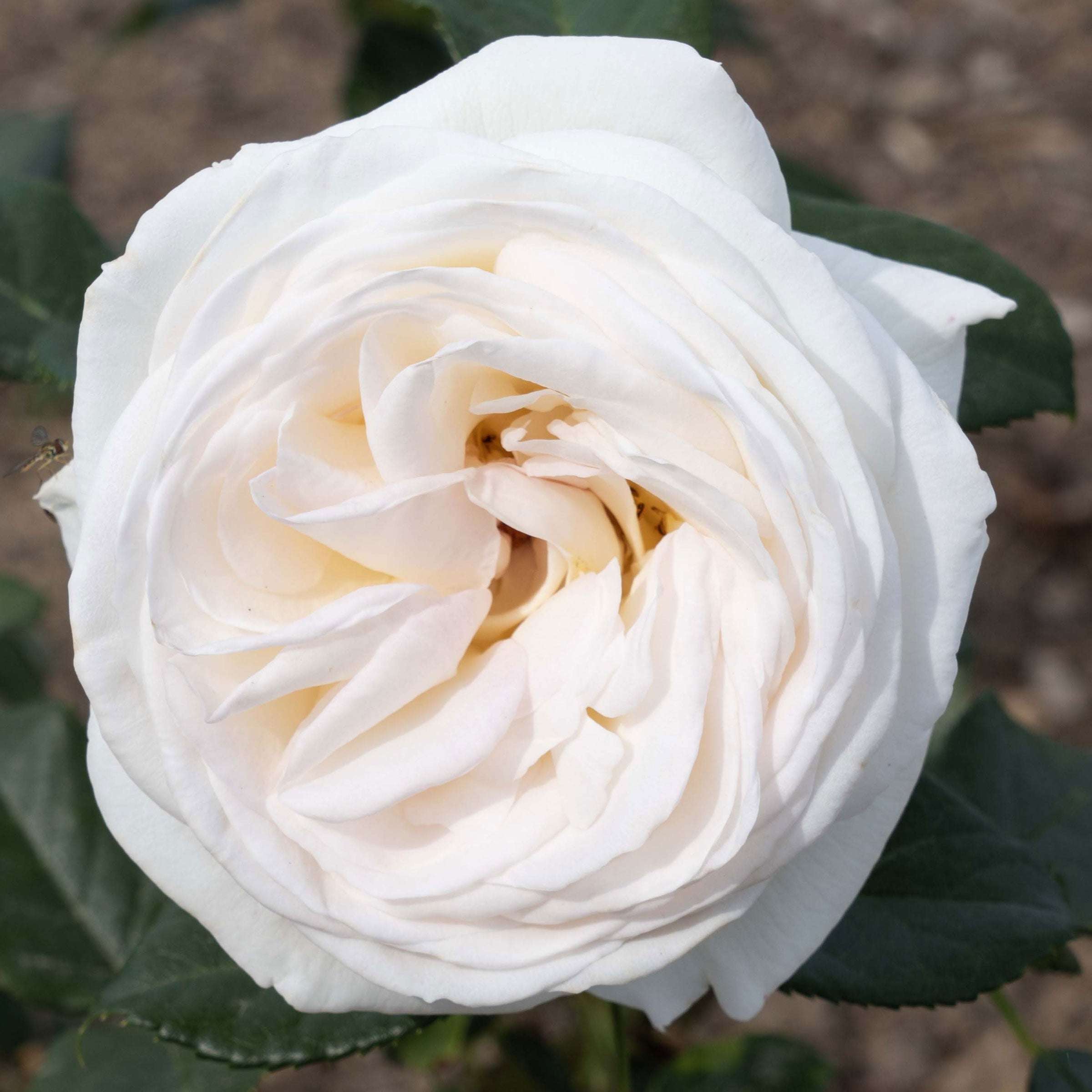 Top Cream Rose in 1.5 gallon pot, a fragrant hybrid tea rose perfect for any garden