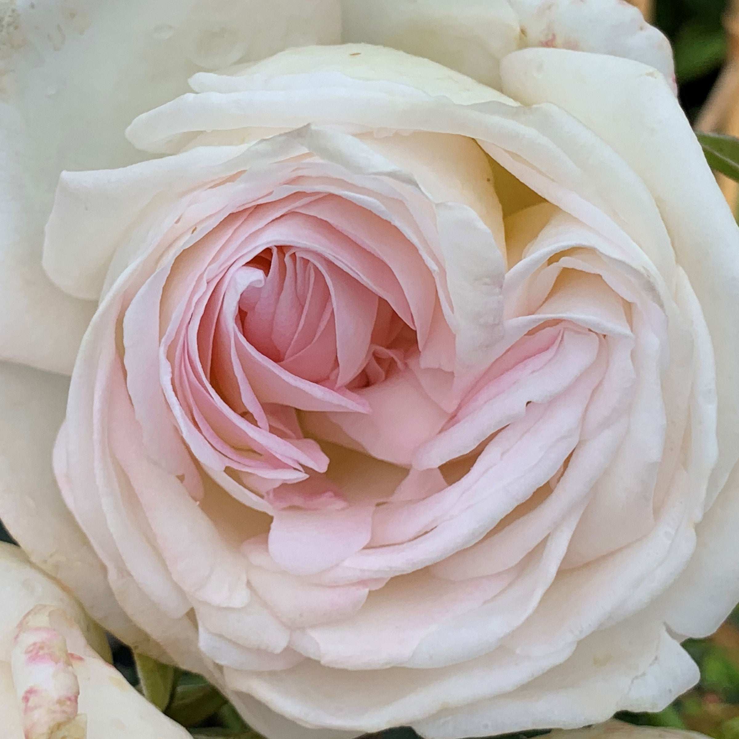 Close-up of a Top Cream Rose in bloom, showcasing the delicate petals of the fragrant hybrid tea rose.