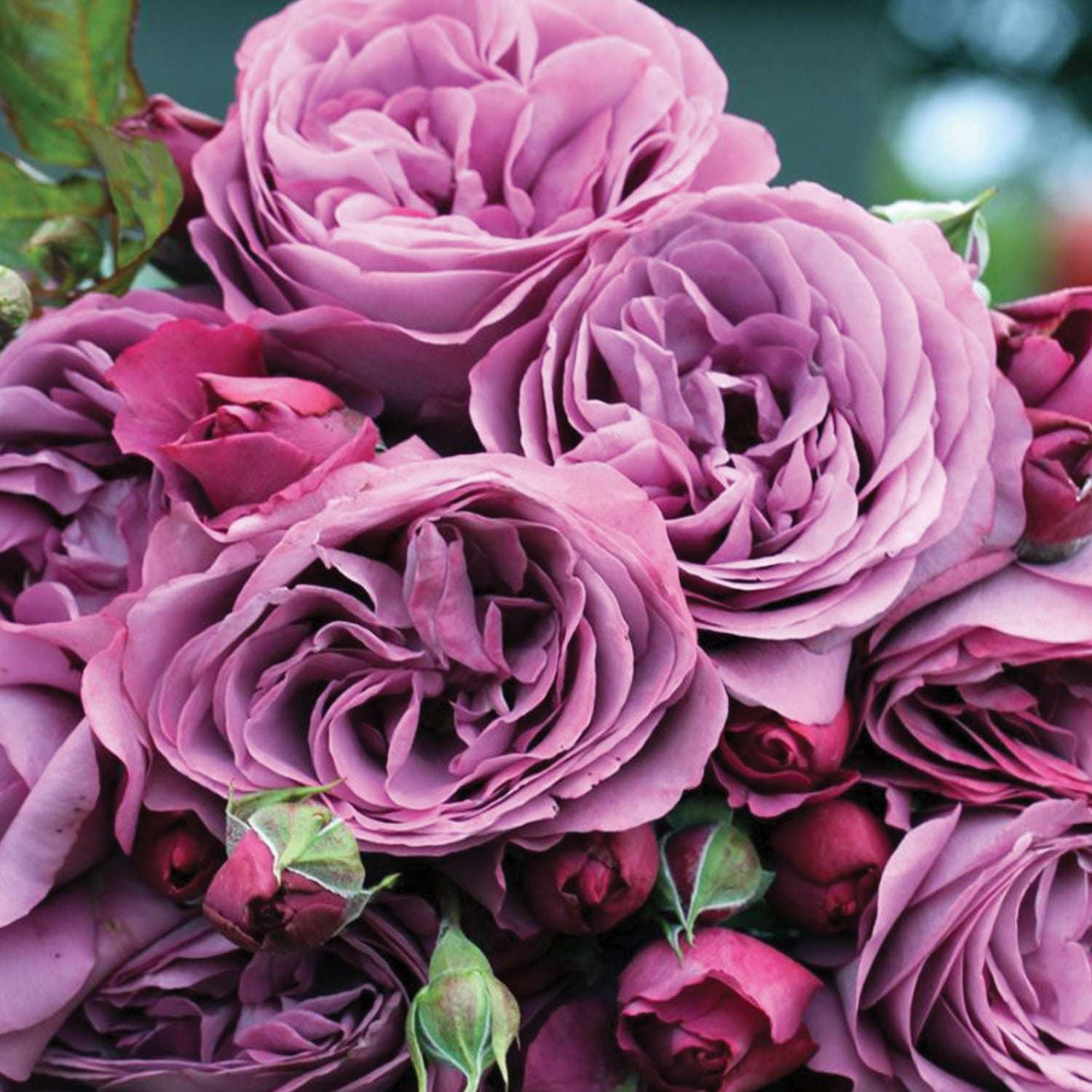 Fragrant purple rose plant in full bloom showcasing lush petals and vibrant colors from Fresh Garden Living