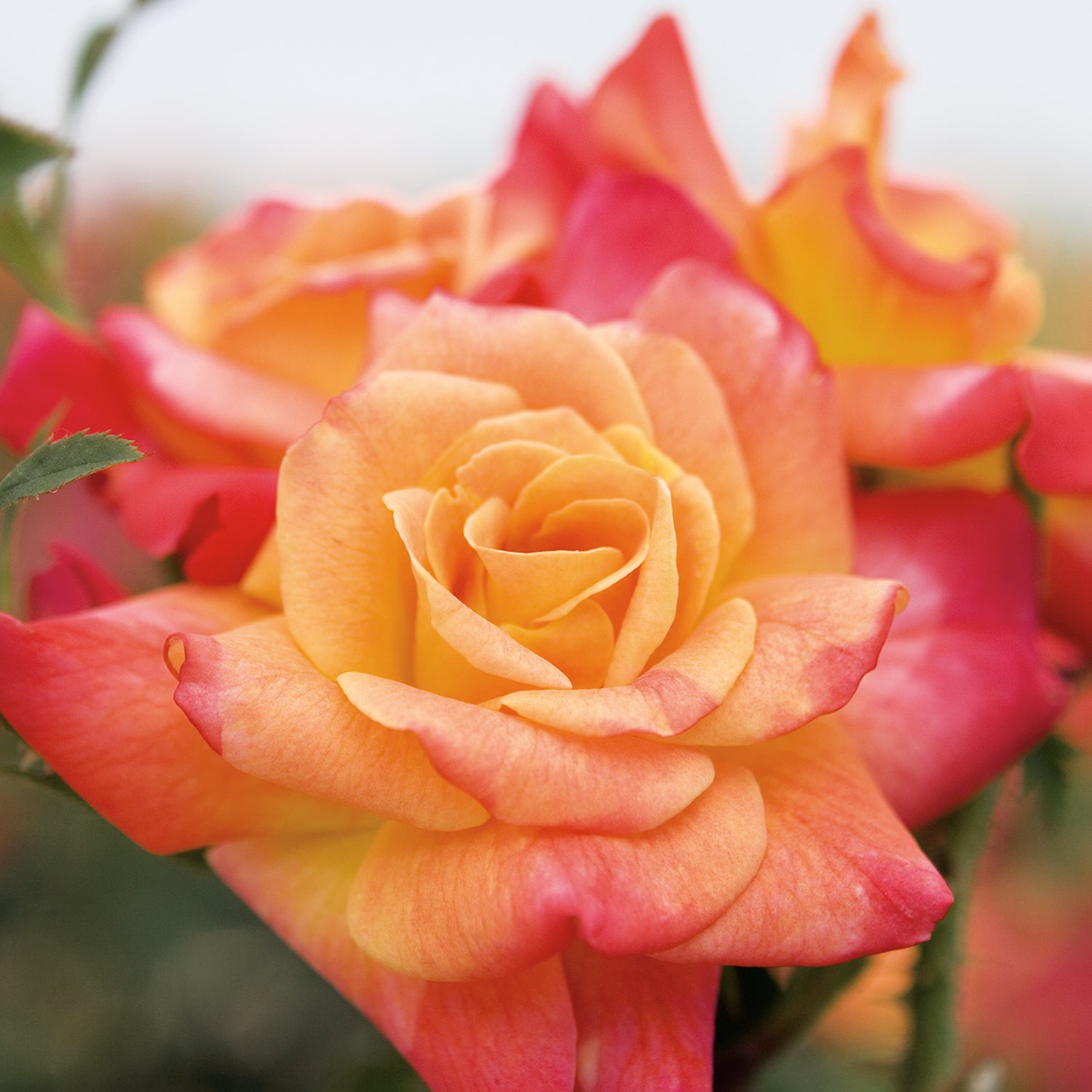 Joseph's Coat Rose in vibrant orange and pink hues, perfect for climbing gardens in a 1.5 gallon pot