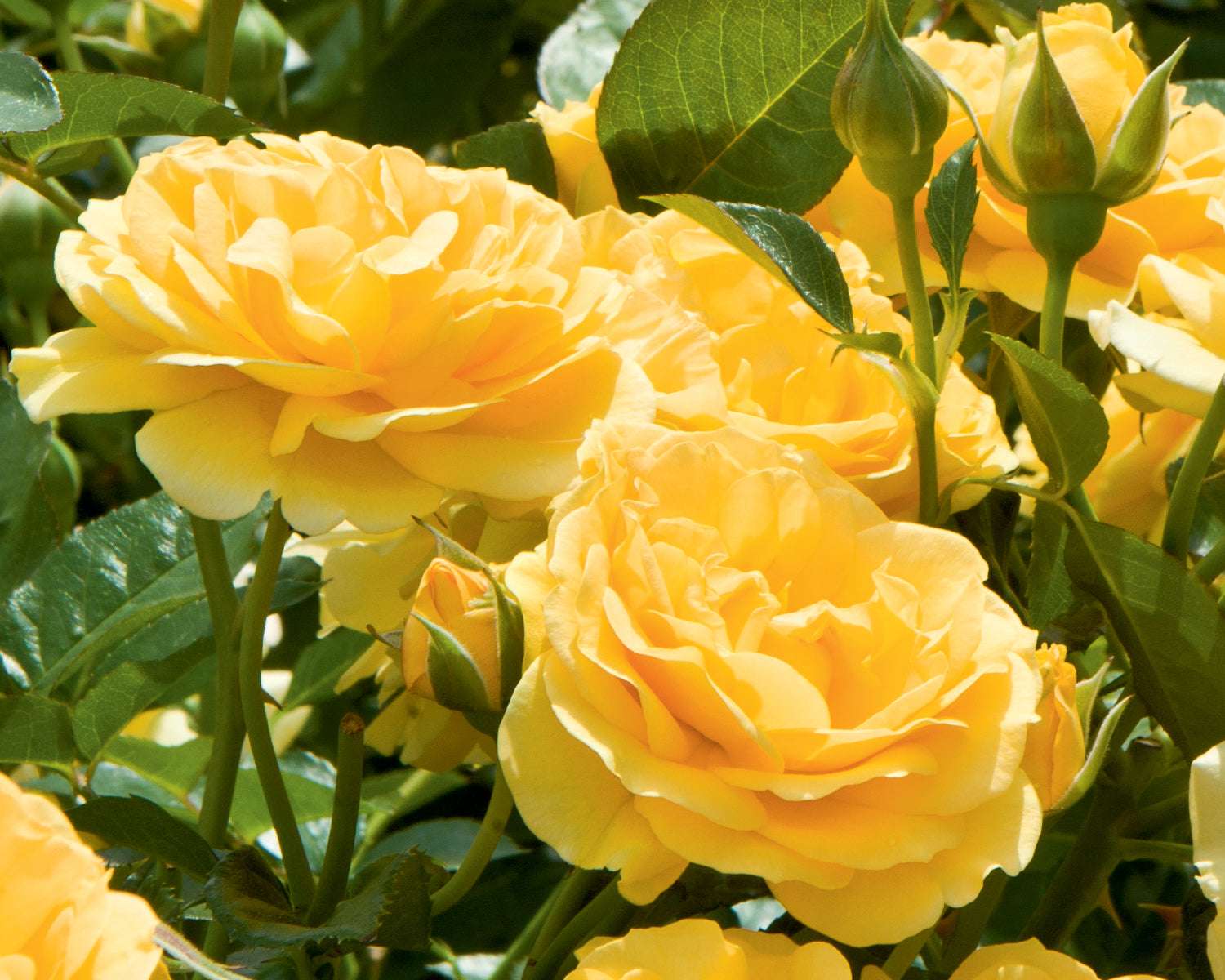 Julia Child rose plant in 1.5 gallon pot with vibrant yellow blooms for a colorful garden display