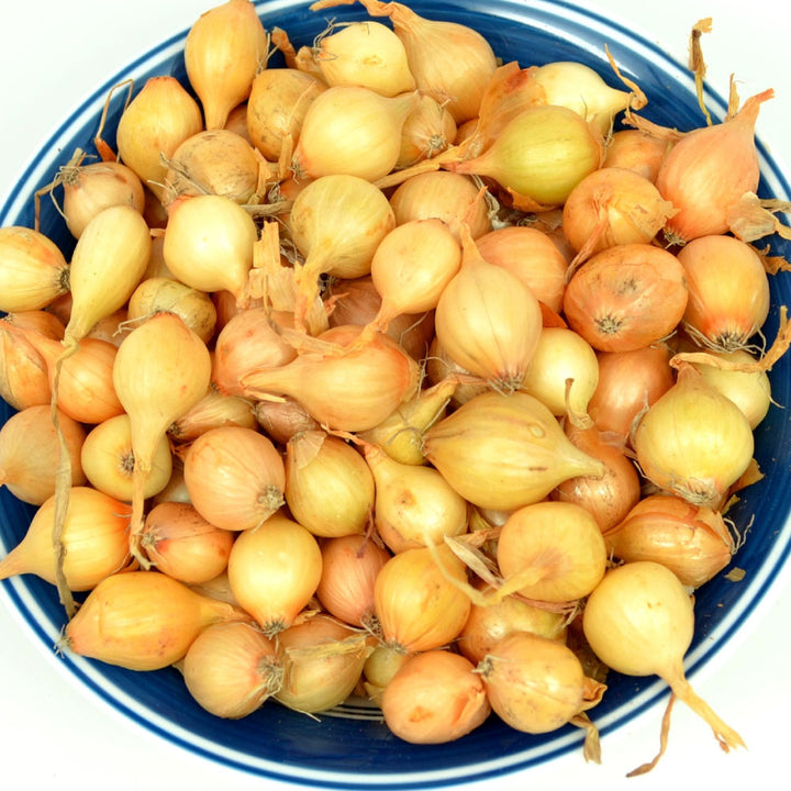 Yellow Onion Sets 8 oz Non-GMO Stuttgarter Variety in a bowl for home gardening