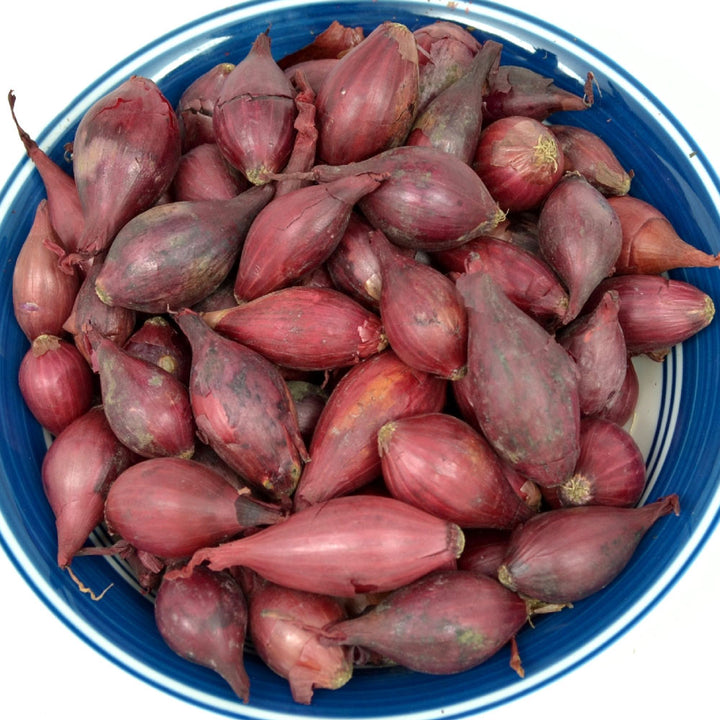 Fresh red onion sets in a blue bowl, Non-GMO Red Baron variety with 50-60 bulbs for planting