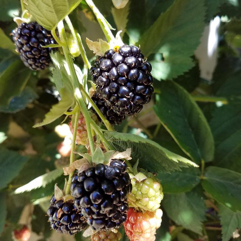 Blackberry Chester - Thornless (Potted)