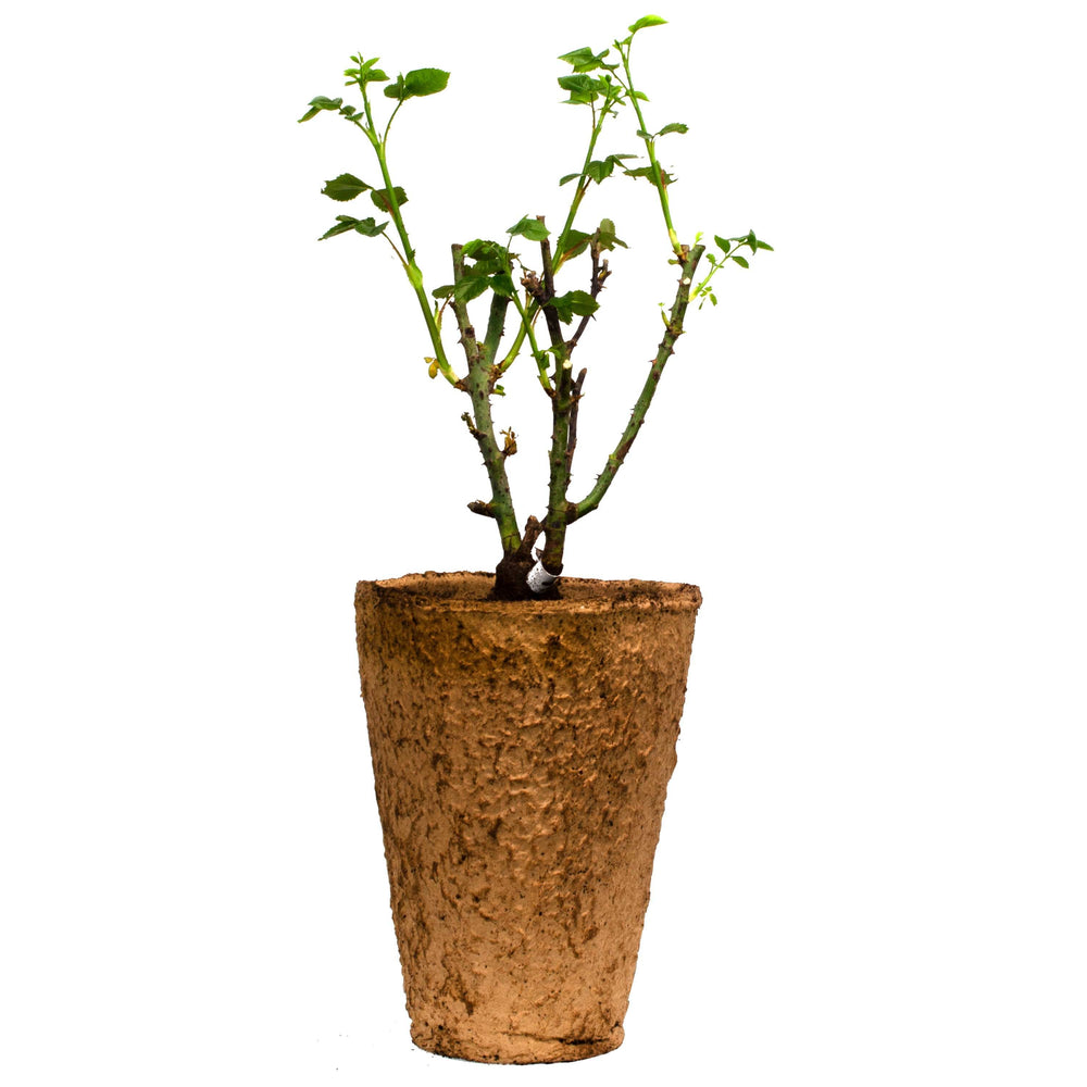 Fresh Garden Living orange climbing rose plant in eco-friendly pot for vibrant garden display