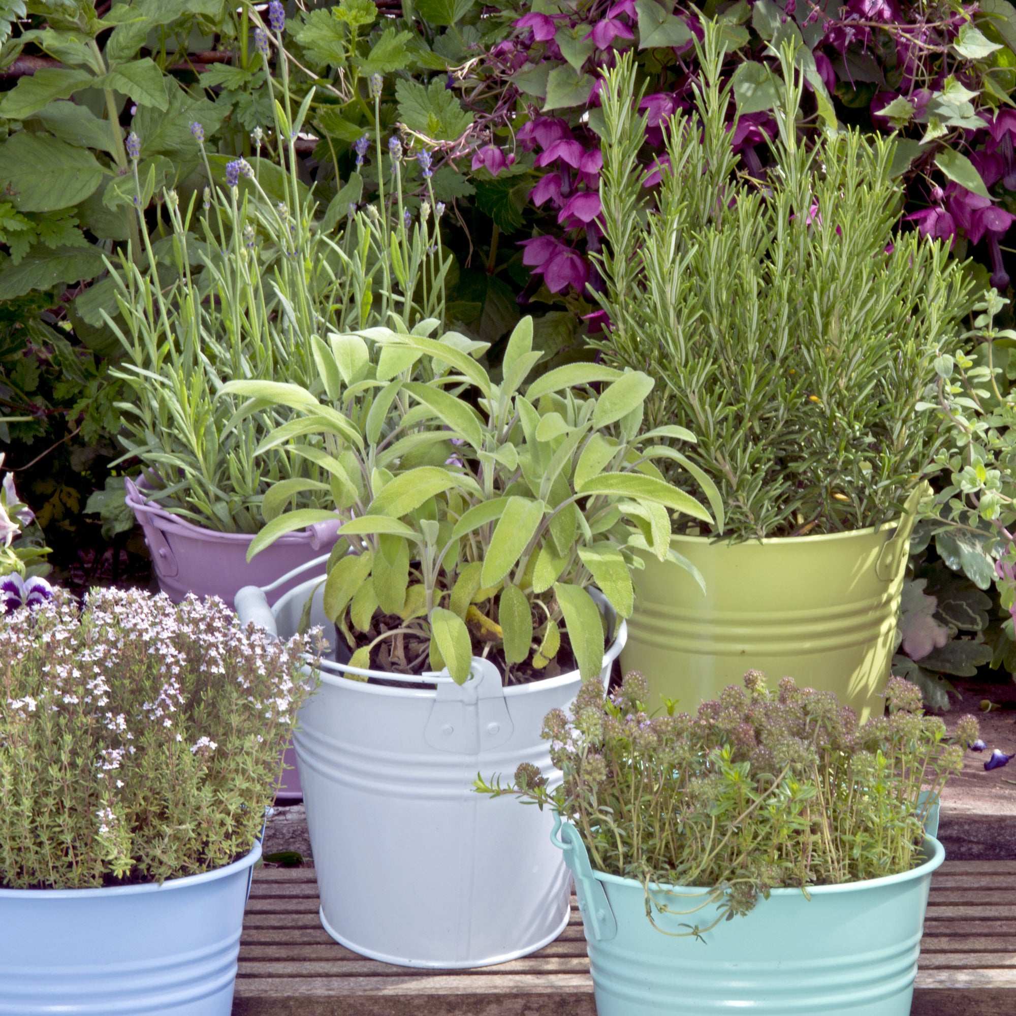 Various herb plants in colorful pots with rosemary plants prominently displayed