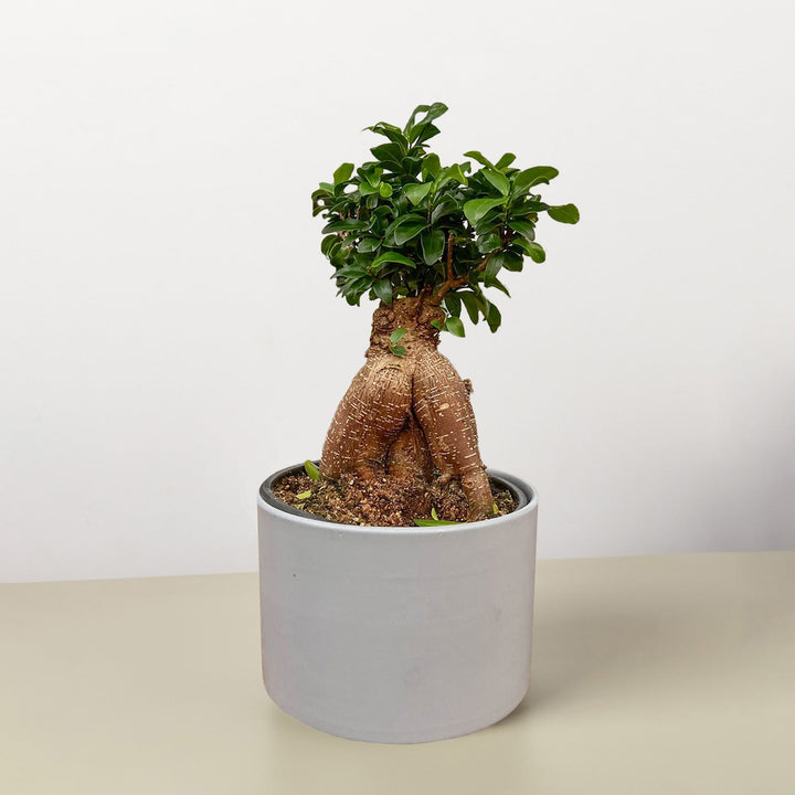 Ficus &