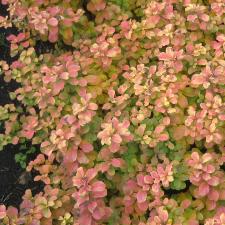 Glow Girl® Birchleaf Spiraea
