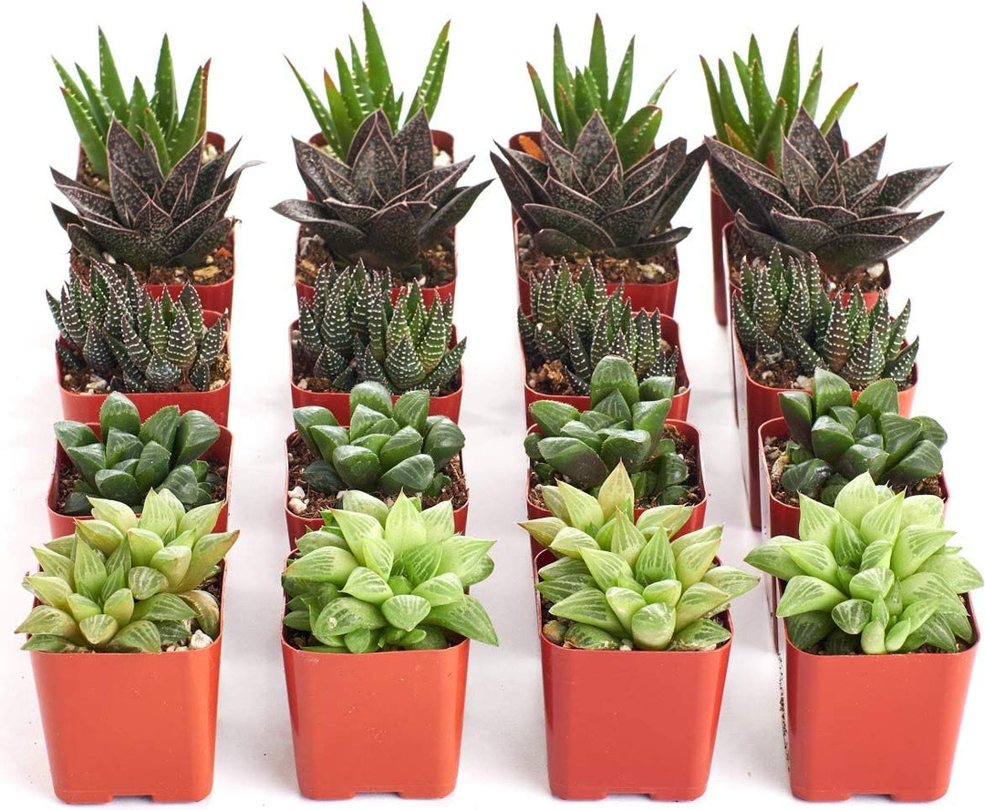 Assorted Mini Aloe &amp; Haworthia Collection