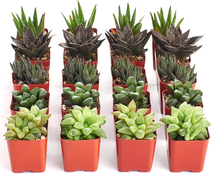 Assorted Mini Aloe &amp; Haworthia Collection